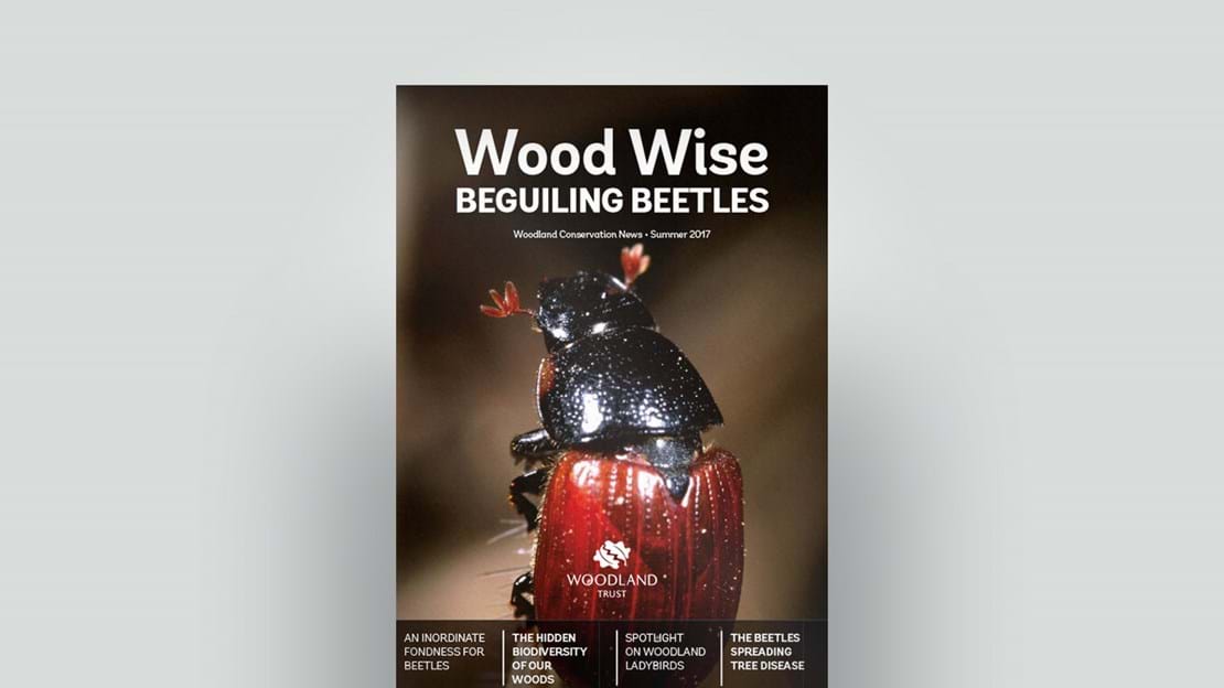 Cover of Wood Wise Summer 2017 - beguiling beetles