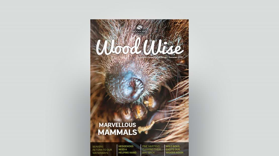 Cover of Wood Wise Summer 2016 - marvellous mammals