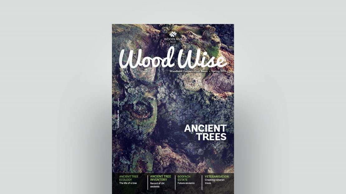 Cover of Wood Wise Spring 2014 - ancient trees