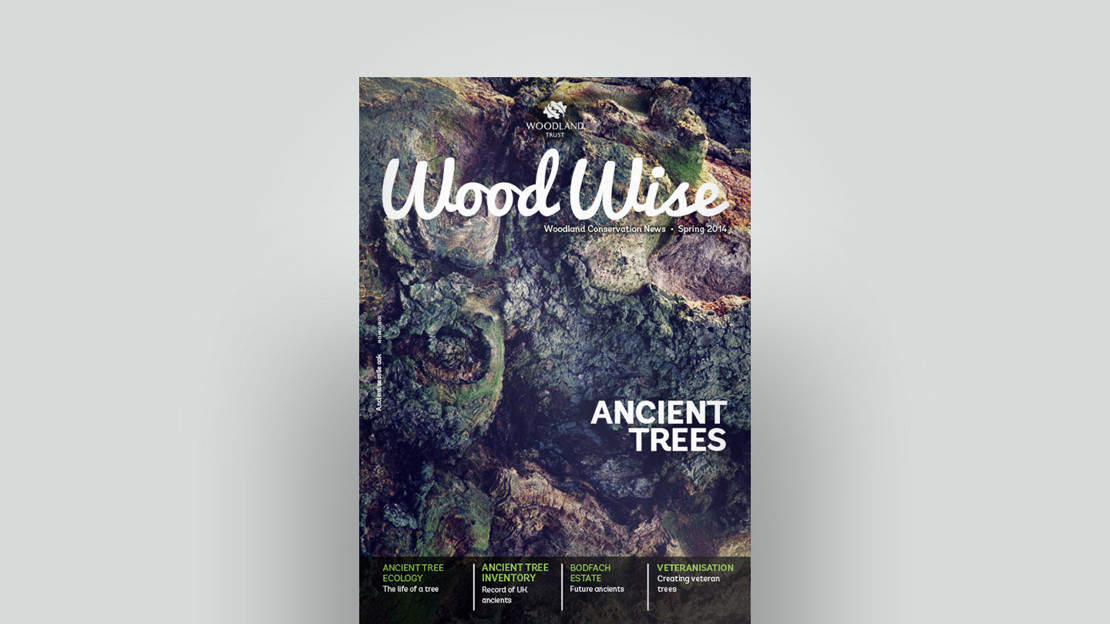 Cover of Wood Wise Spring 2014 - ancient trees