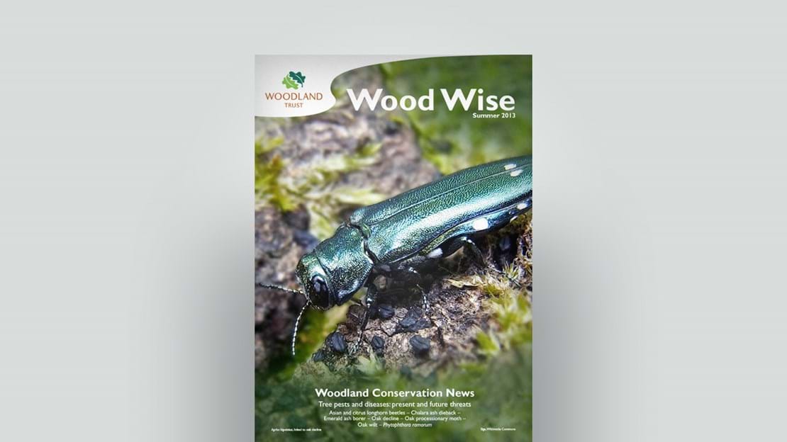 Cover of Wood Wise Summer 2013 - tree pests and diseases