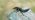 Devil's coach horse beetle on rock