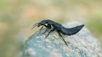 Devil's coach horse beetle on rock Devil's coach horse beetle on rock
