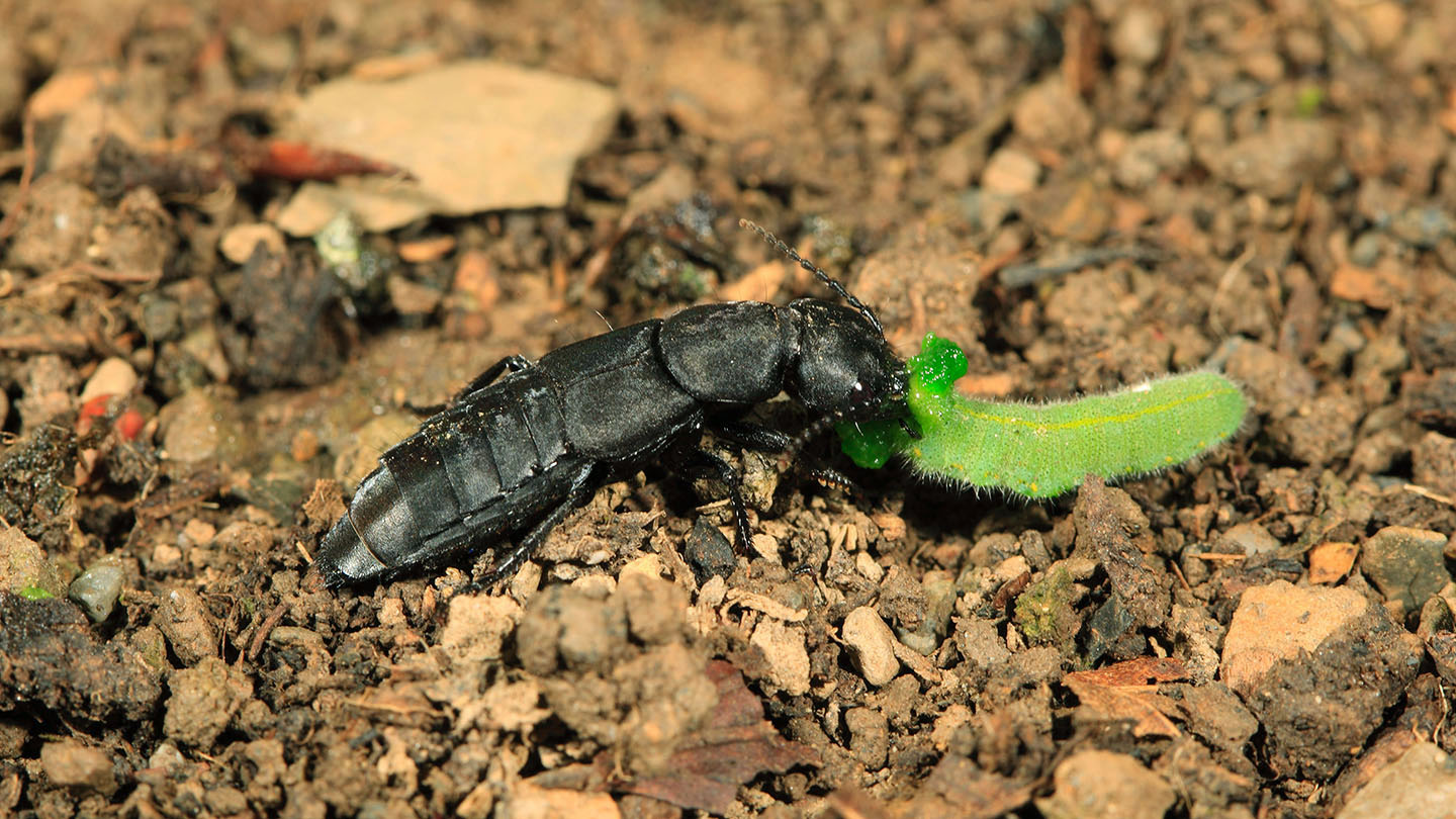 Devil’s Coach Horse Beetle (Ocypus olens) Woodland Trust