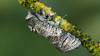Goat moth on lichen-covered twig Goat moth on lichen-covered twig