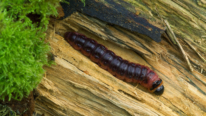 Goat moth caterpillar larva