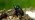 Rhinoceros beetle climbing over bark