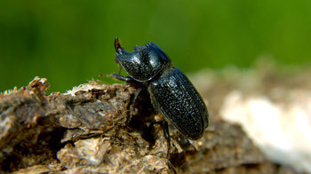 Rhinoceros beetle climbing over bark