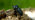 Rhinoceros beetle climbing over bark