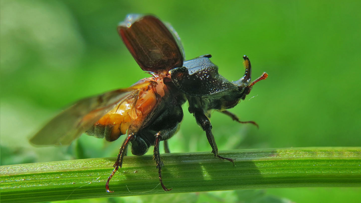 Rhinoceros Beetle (Sinodendron cylindricum) - Woodland Trust