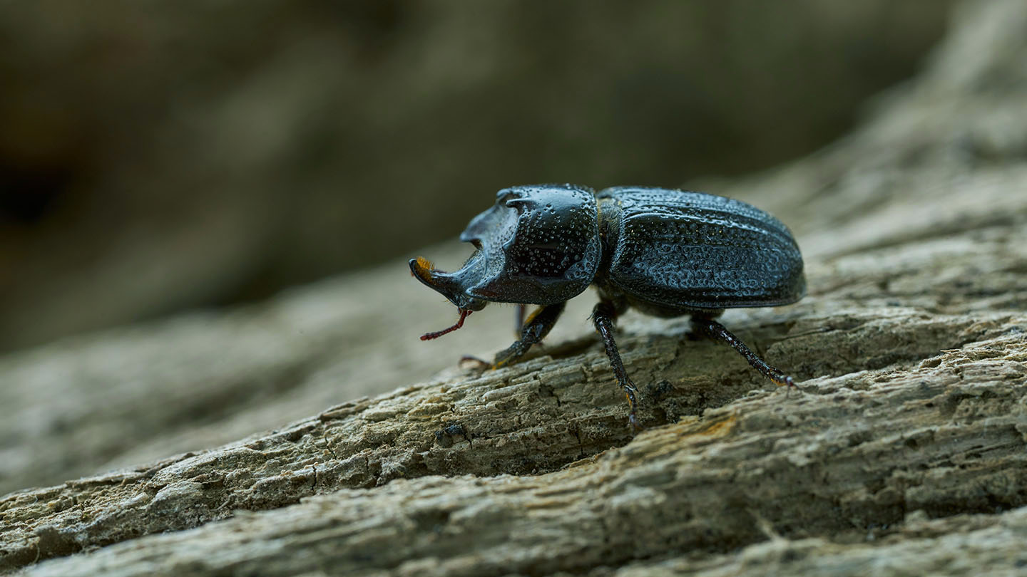Rhinoceros Beetle (Sinodendron cylindricum) - Woodland Trust