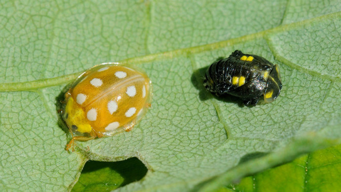 Orange ladybird newly emerged adult and unhatched pupae