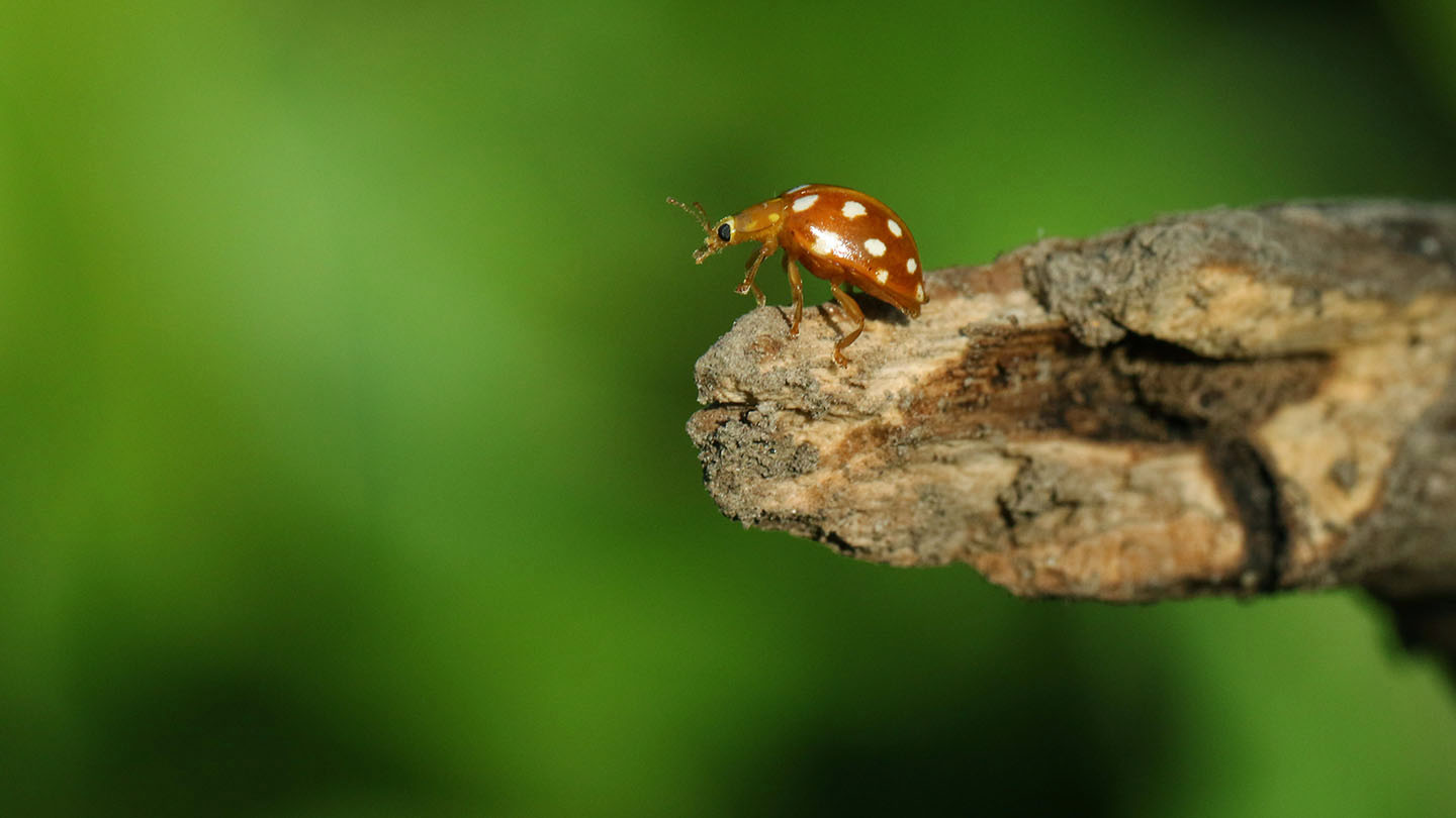 Orange Ladybird (Halyzia sedecimguttata) Woodland Trust