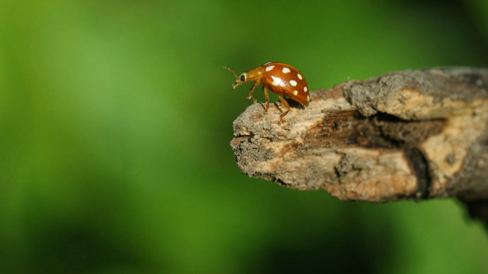 Orange ladybird perching on twig