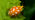 Orange ladybird close up