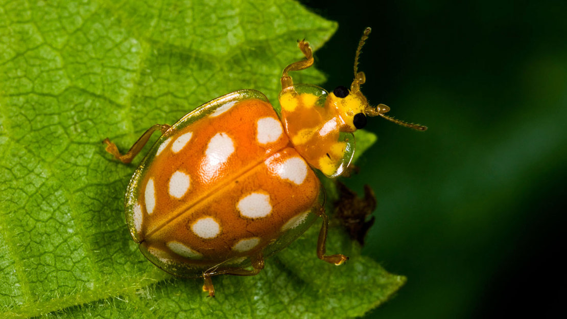 Orange ladybird close up