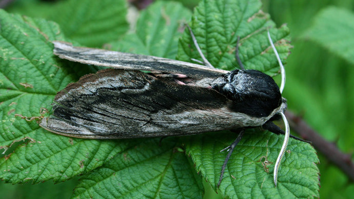 Privet hawk-moth resting