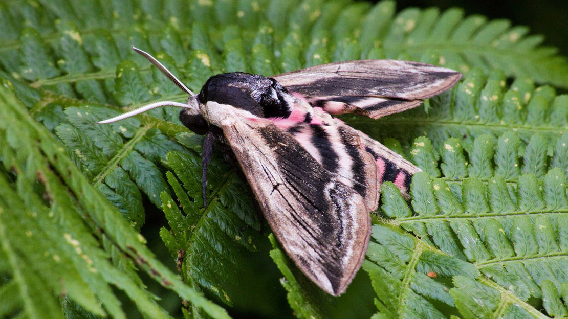 Privet hawk-moth on fern
