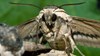 Privet hawk-moth on wood close-up