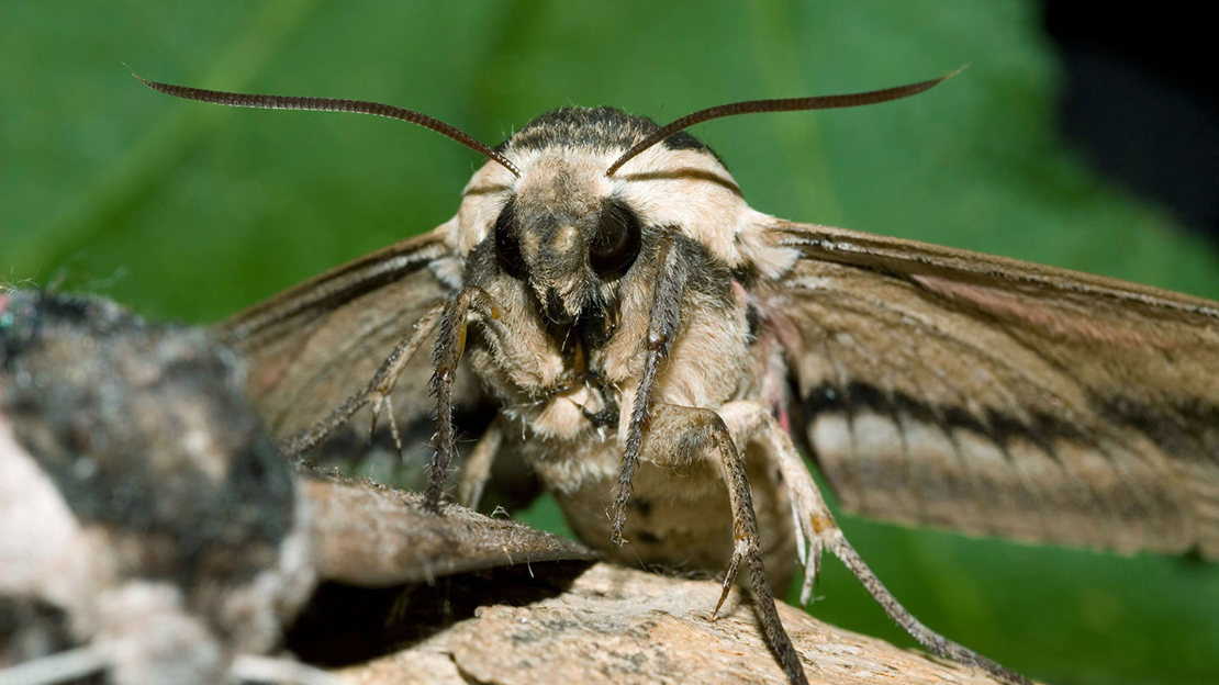 Privet hawk-moth on wood close-up