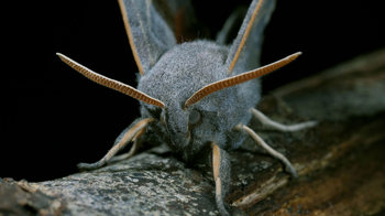 Poplar hawk-moth close-up