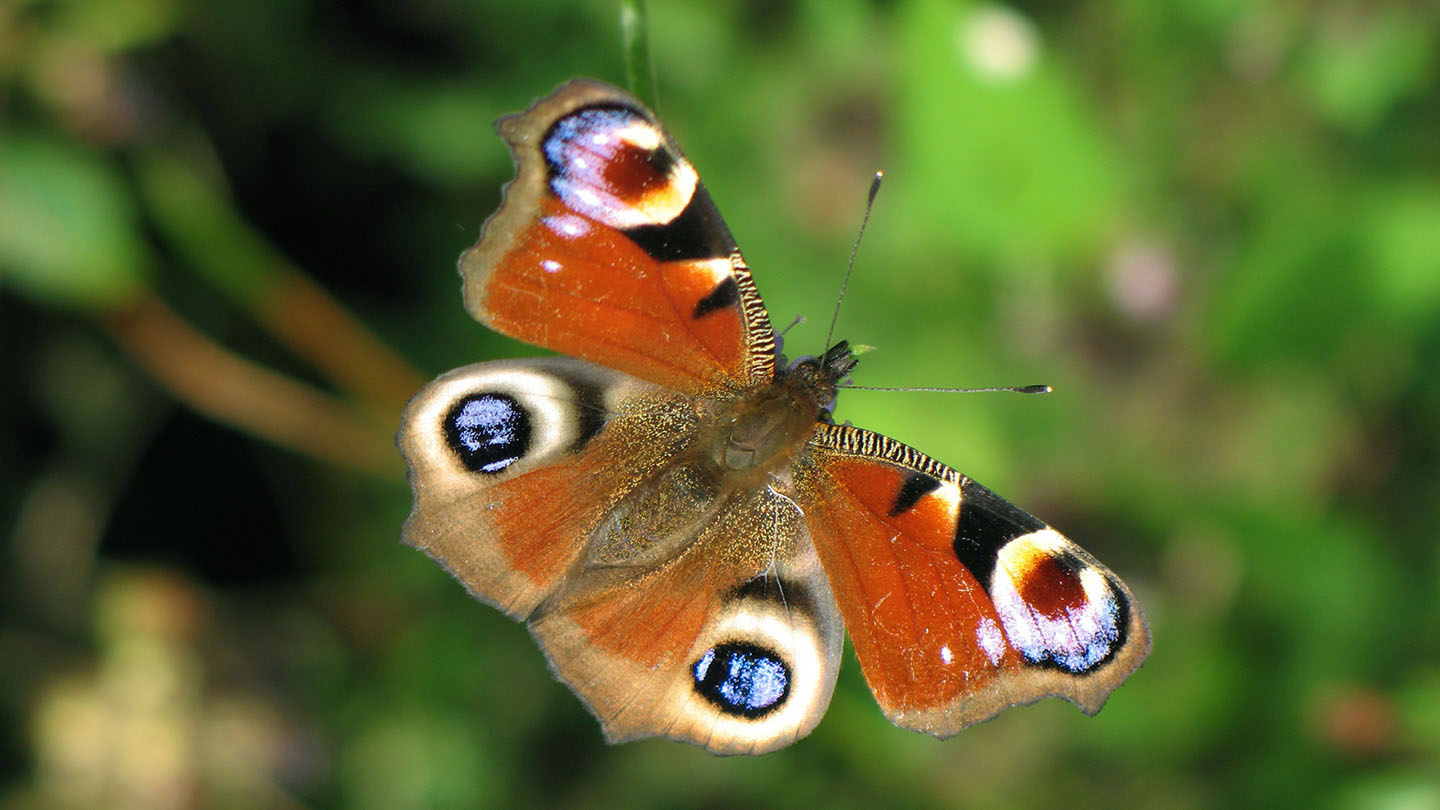 Peacock (Aglais io) Butterflies Woodland Trust