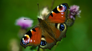 Peacock butterfly close-up