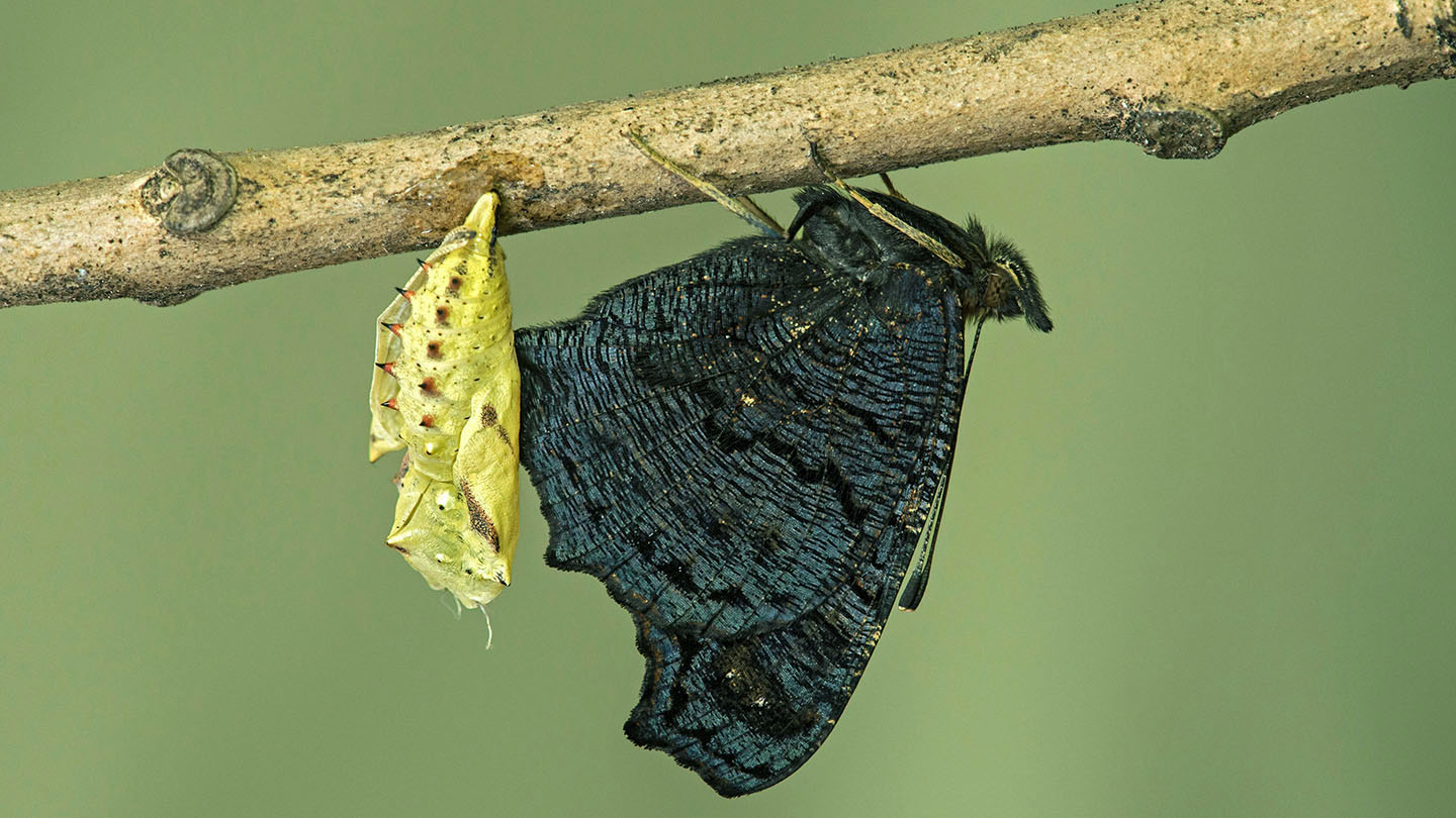 Peacock (Aglais io) Butterflies Woodland Trust
