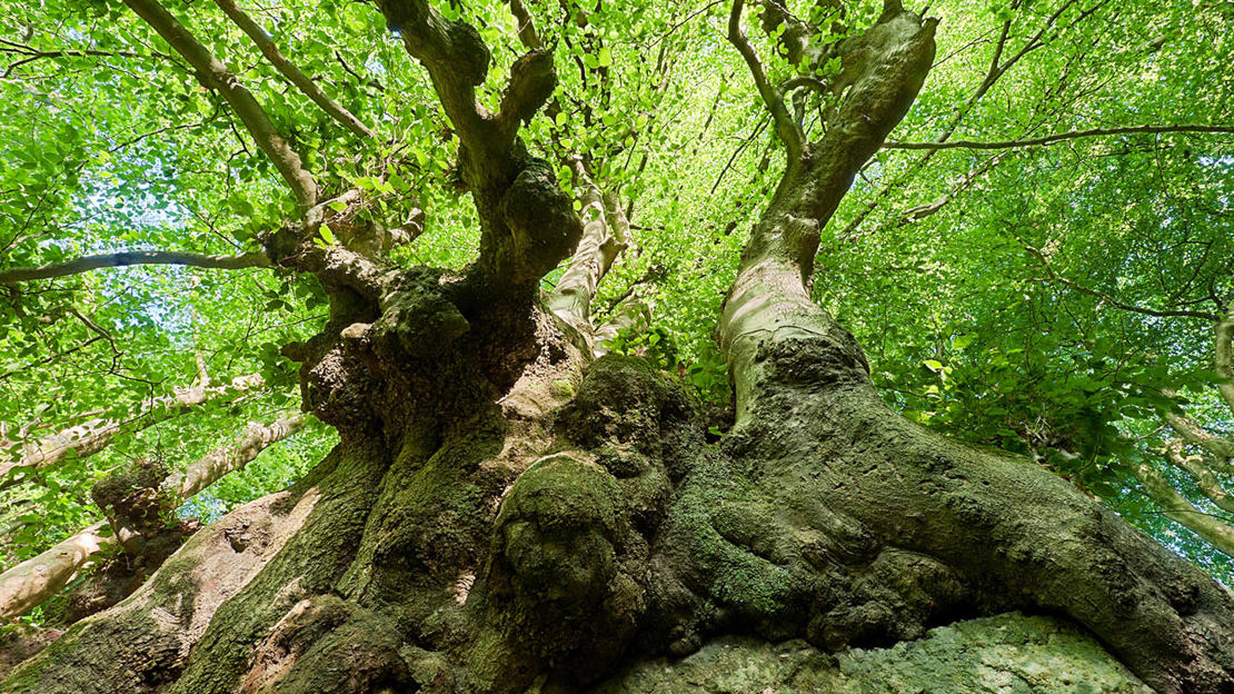 Ancient beech tree in the Wye Valley