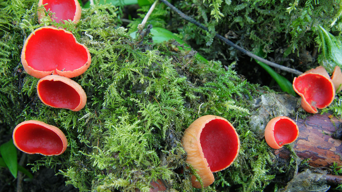 Scarlet Elf Cup (Sarcoscypha austriaca) British Fungi Woodland Trust
