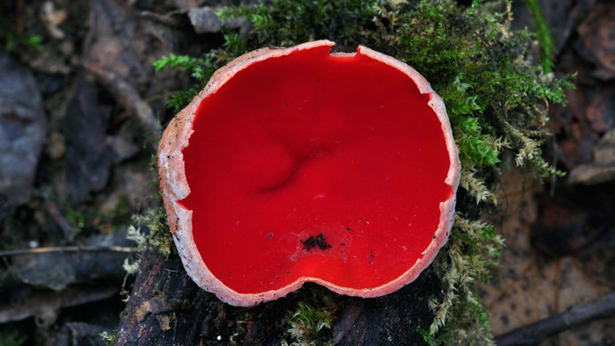 Scarlet elf cup fungi close-up