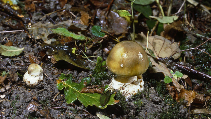 Deathcap fruiting body
