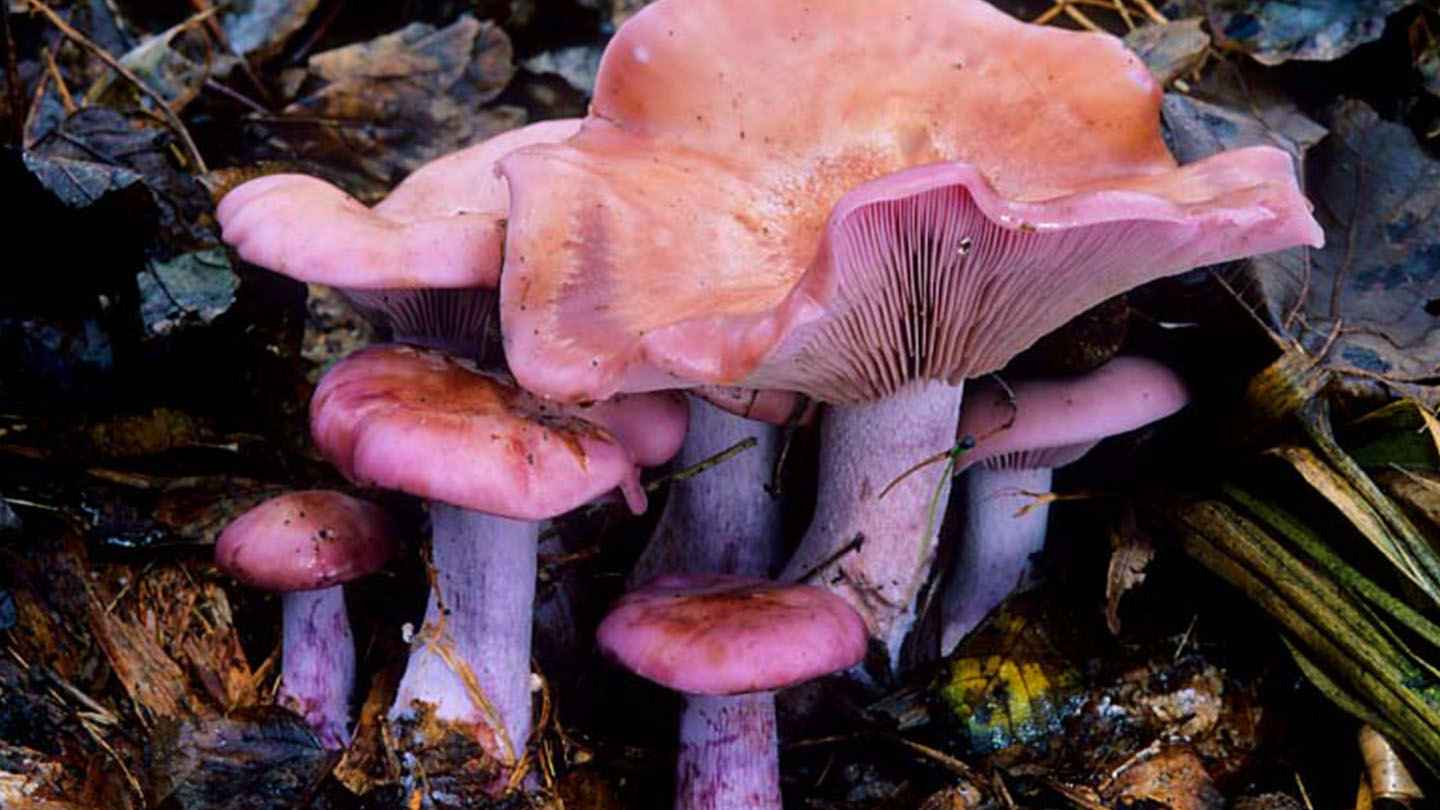 Fungi And Lichens Woodland Trust