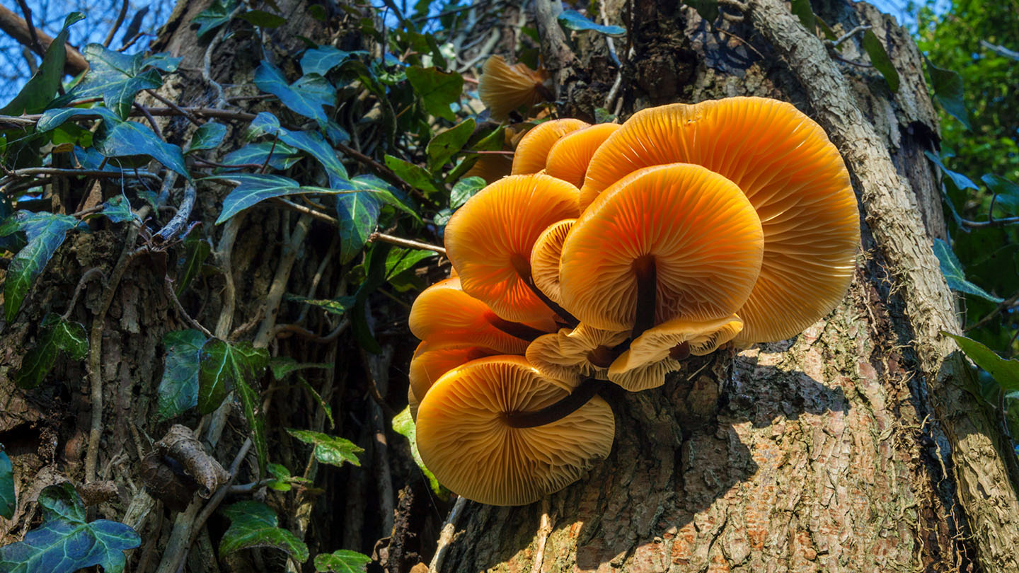 Velvet Shank (Flammulina velutipes) Woodland Trust