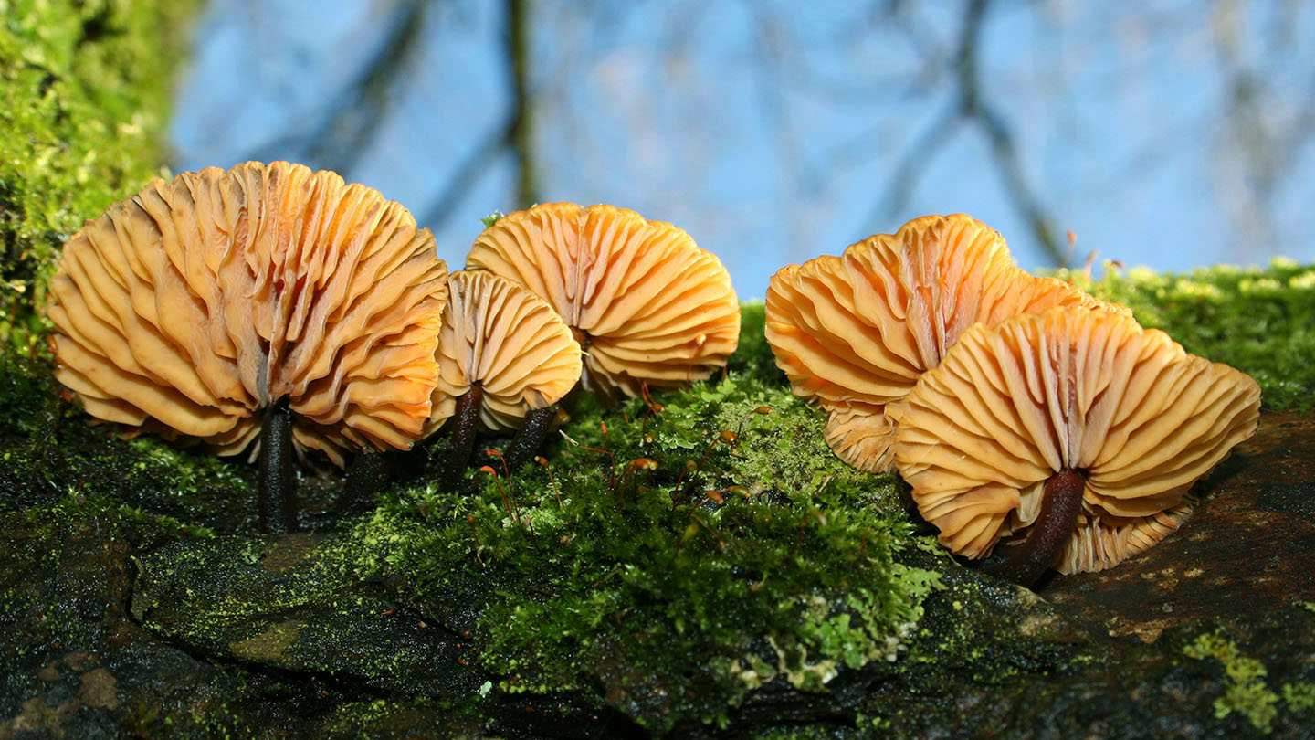 Velvet Shank (Flammulina velutipes) Woodland Trust