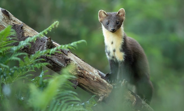 9 of the UK's Rarest Animals - Woodland Trust