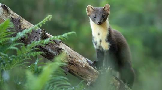 Forest Animals: 9 Animals Adapted to Forest Life - Woodland Trust