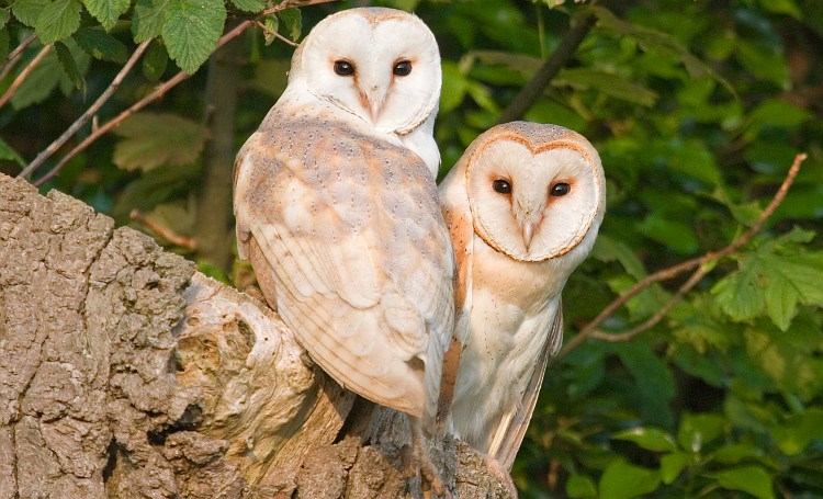 What Do Owls Eat? And Other Owl Facts - Woodland Trust
