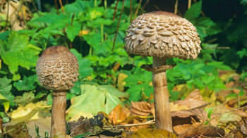 Two shaggy parasol fungi