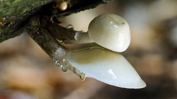 Porcelain fungus close-up