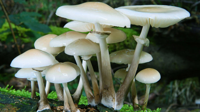 Multiple porcelain fungus