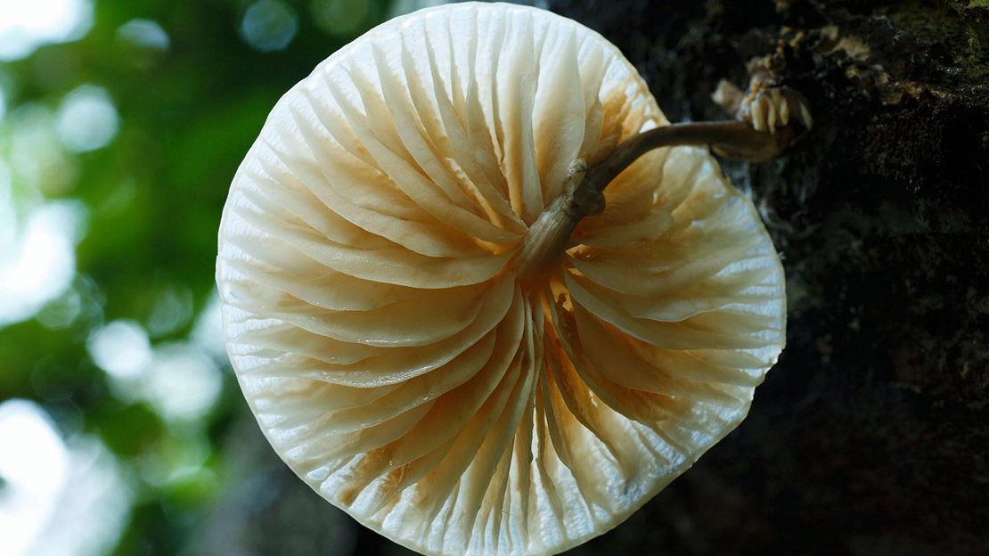 Porcelain fungus gills close-up