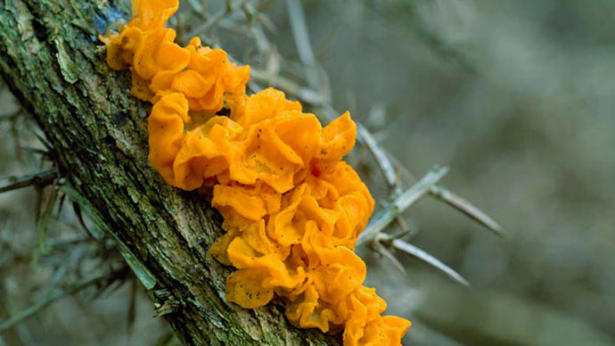 Yellow brain fungi on tree