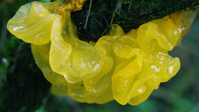 Yellow brain fungi