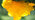 Yellow brain fungus