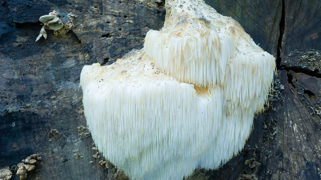 Bearded tooth