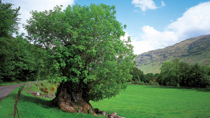 Glen Lyon ash