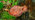 Beefsteak fungus on tree