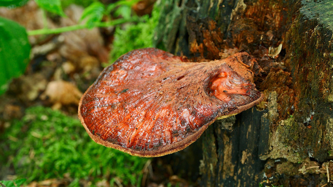 Beefsteak fungus on tree