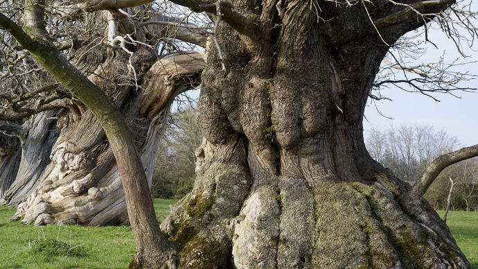 ancient tree with wide trunk